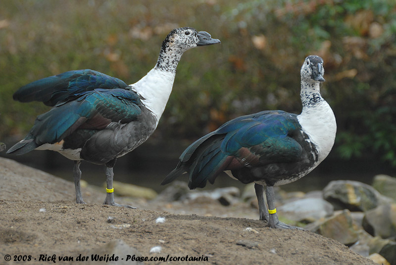 South American Comb Duck<br><i>Sarkidiornis sylvicola