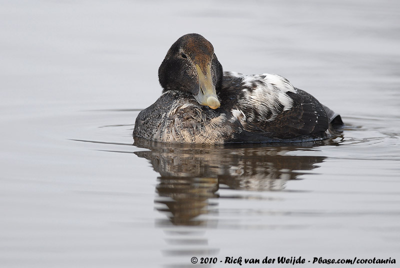 Common Eider<br><i>Somateria mollissima mollissima</i>