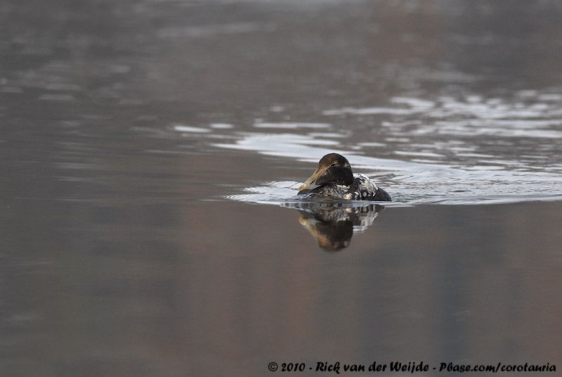Common Eider<br><i>Somateria mollissima mollissima</i>