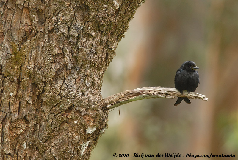 Usambara Drongo<br><i>Dicrurus spec.</i>