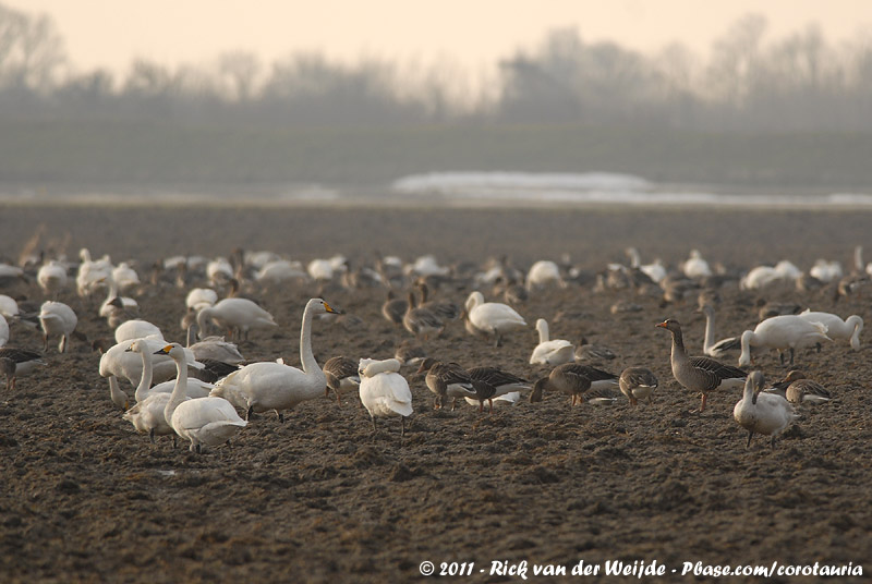Whooper Swan<br><i>Cygnus cygnus</i>