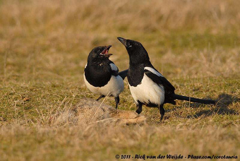 Eurasian Magpie<br><i>Pica pica pica</i>