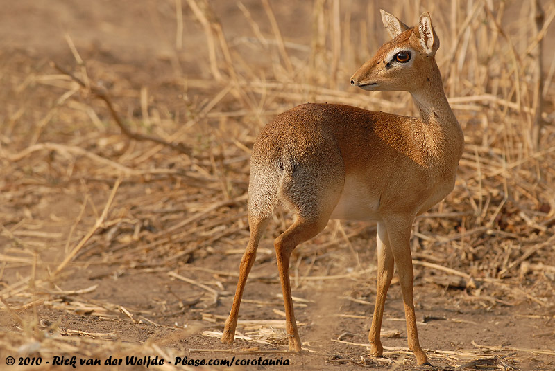 Kirks Dik-Dik<br><i>Madoqua thomasi</i>