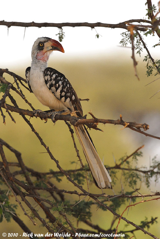 Ruaha Hornbill<br><i>Tockus ruahae</i>