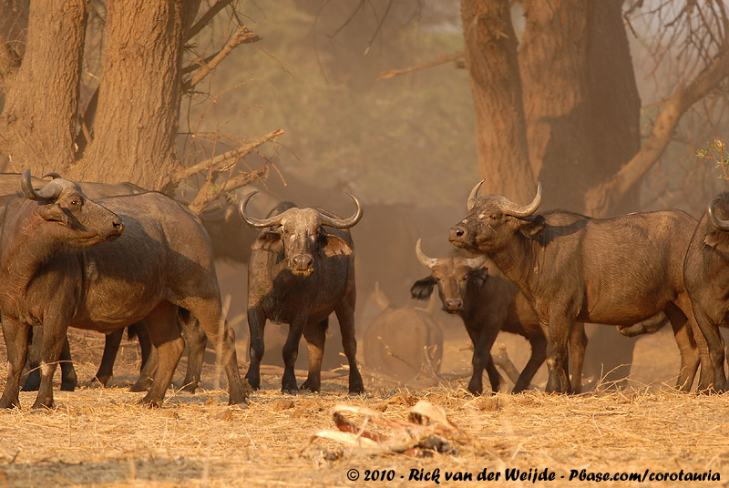 Cape Buffalo<br><i>Syncerus caffer caffer</i>