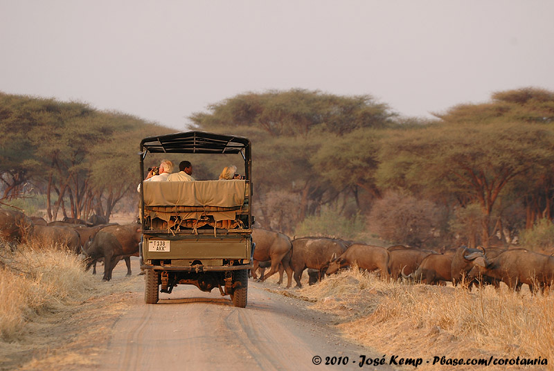 Meeting Buffalos on Safari