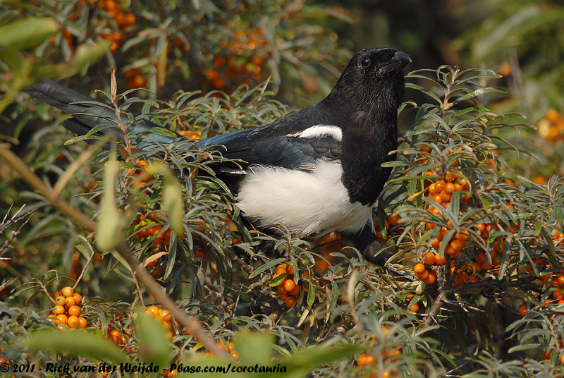 Eurasian Magpie<br><i>Pica pica pica</i>