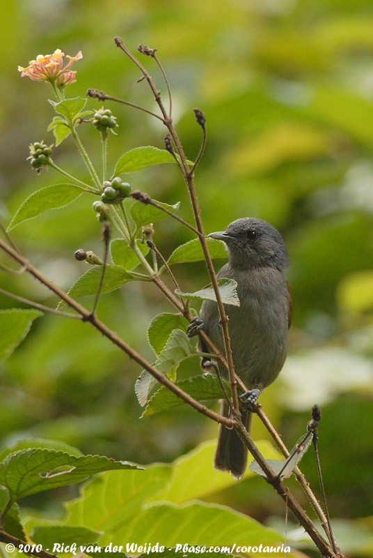 African Hill Babbler<br><i>Sylvia abyssinica abyssinica</i>