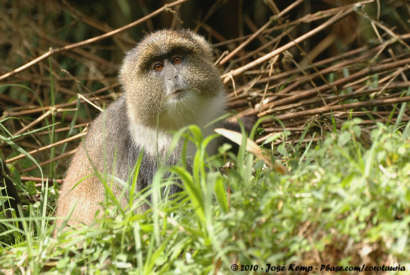 Sykes Monkey<br><i>Cercopithecus albogularis kolbi</i>