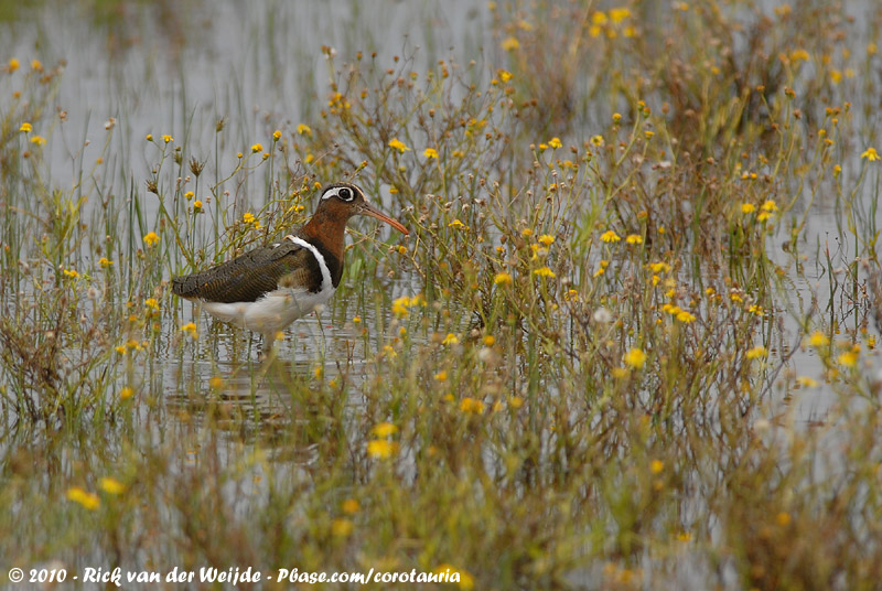 Greater Painted-Snipe<br><i>Rostratula benghalensis</i>