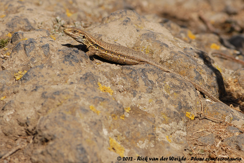 Canary Lizard<br><i>Gallotia galloti galloti</i>