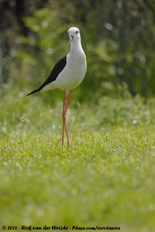 Black-Winged Stilt<br><i>Himantopus himantopus</i>