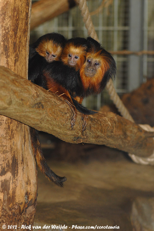 Golden-Headed Lion Tamarin<br><i>Leontopithecus chrysomelas</i>