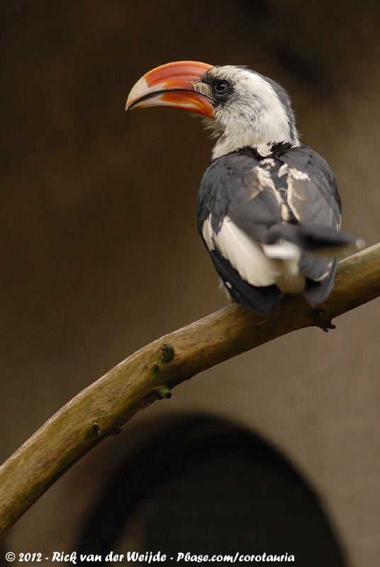 Von Der Deckens Hornbill<br><i>Tockus deckeni</i>