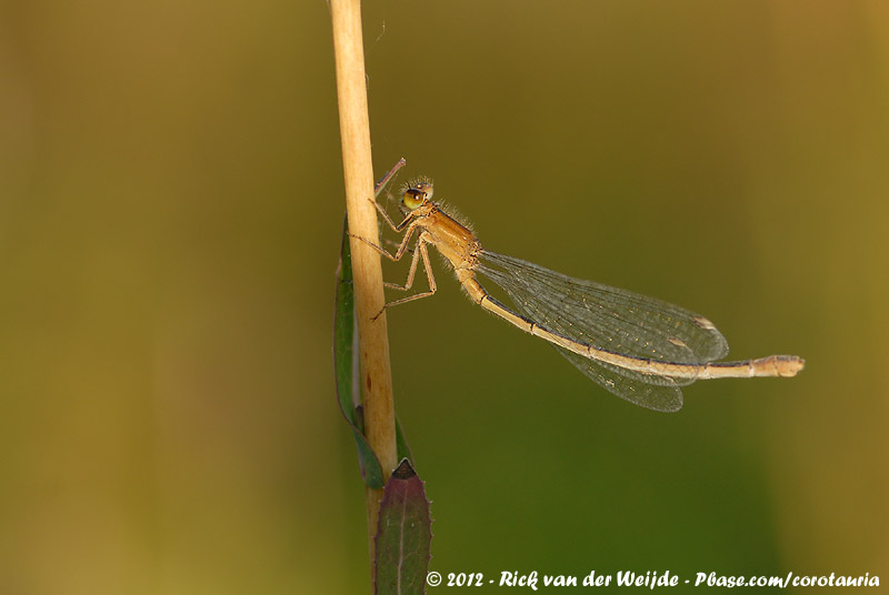 Blue-Tailed Damselfly<br><i>Ischnura elegans elegans</i>