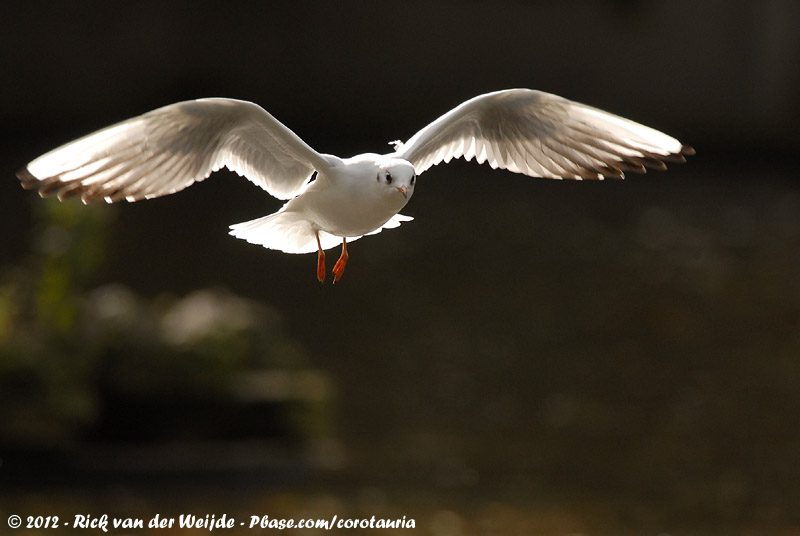 Black-Headed Gull<br><i>Chroicocephalus ridibundus</i>