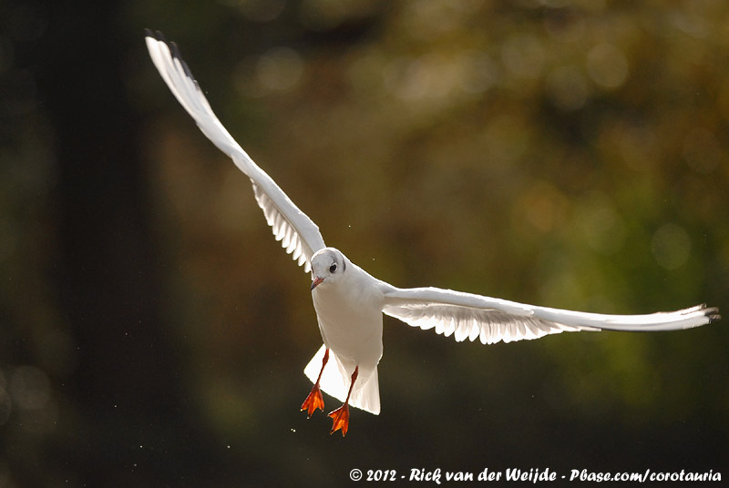Black-Headed Gull<br><i>Chroicocephalus ridibundus</i>