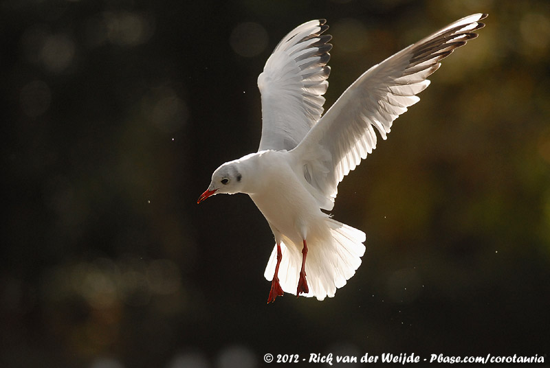 Black-Headed Gull<br><i>Chroicocephalus ridibundus</i>