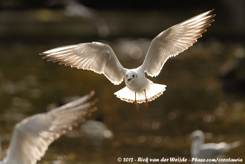 Black-Headed Gull<br><i>Chroicocephalus ridibundus</i>