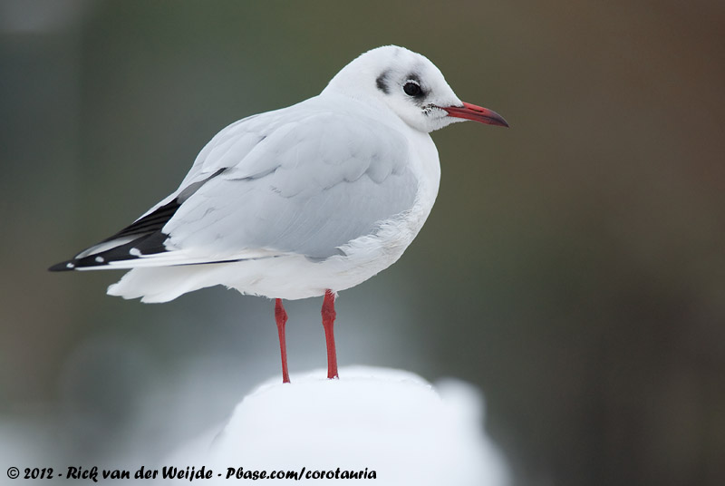Black-Headed Gull<br><i>Chroicocephalus ridibundus</i>