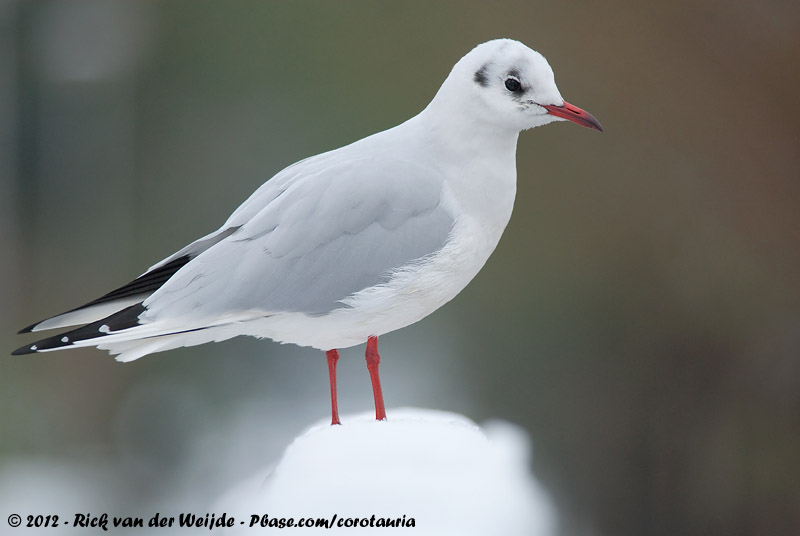 Black-Headed Gull<br><i>Chroicocephalus ridibundus</i>