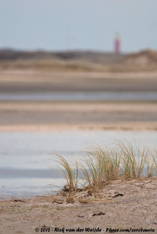 Beach Grass underneath the Lighthouse