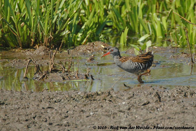 Water Rail<br><i>Rallus aquaticus aquaticus</i>