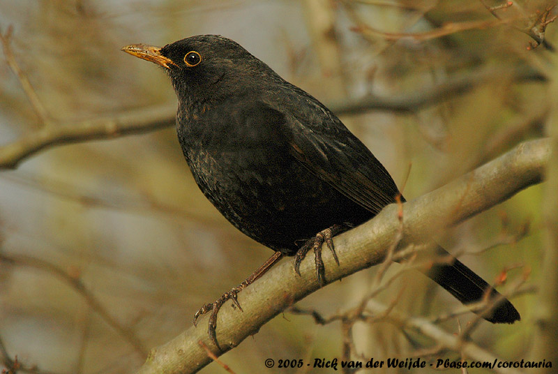 Common Blackbird<br><i>Turdus merula merula</i>