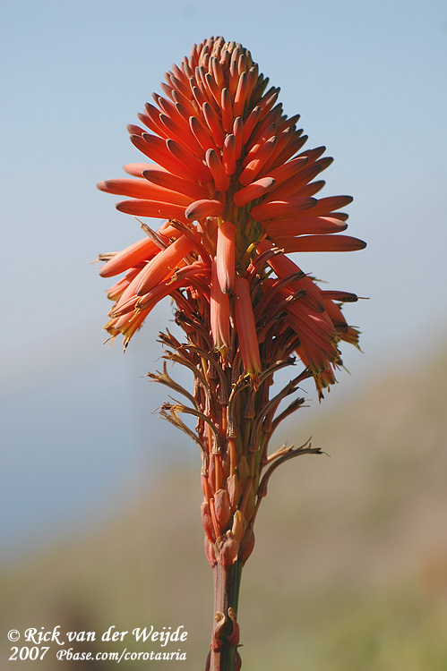 Bloem