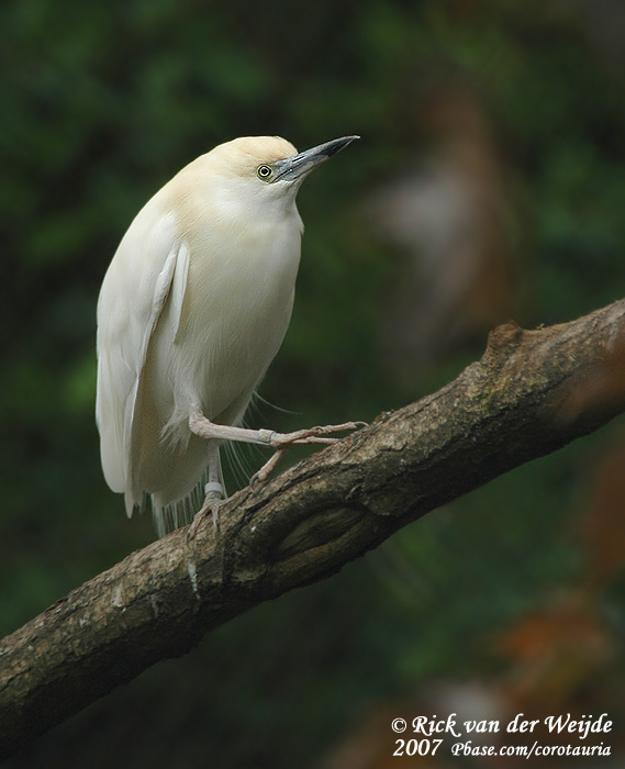 Madagaskarralreiger