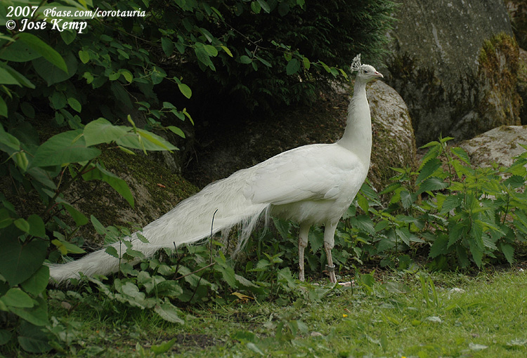 Blauwe (Witte) Pauw