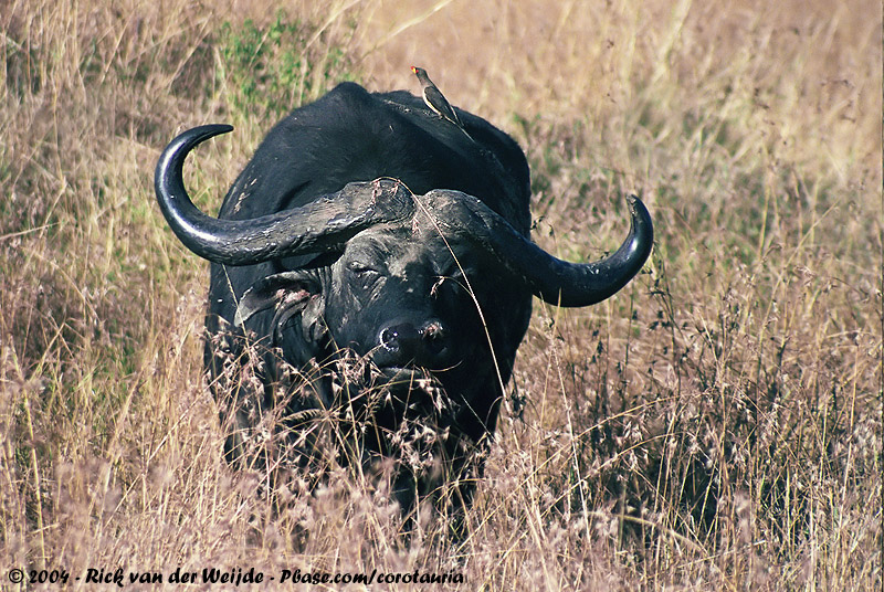 Cape Buffalo<br><i>Syncerus caffer caffer</i>