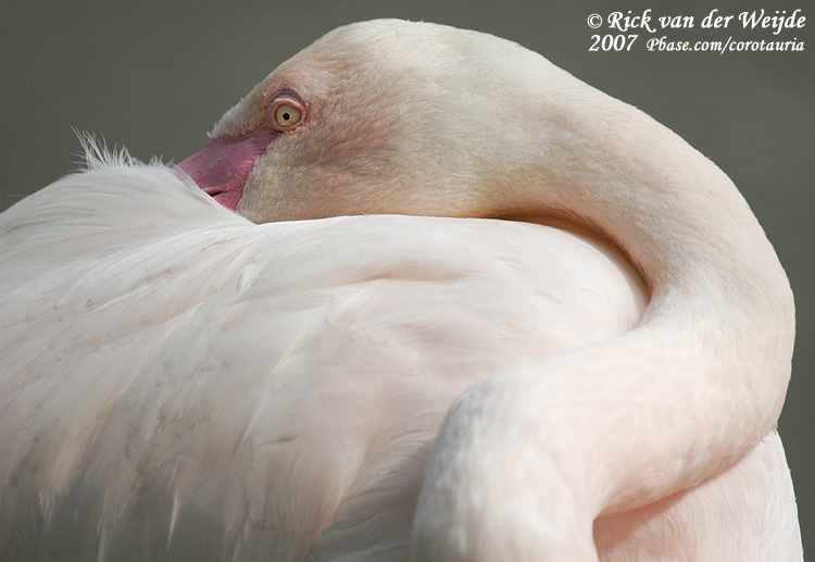 Roze Flamingo