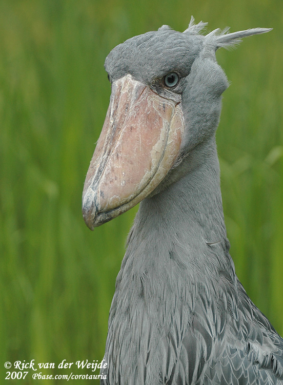 Schoenbekooievaar