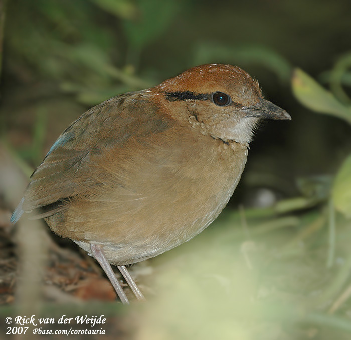 Reuzenpitta