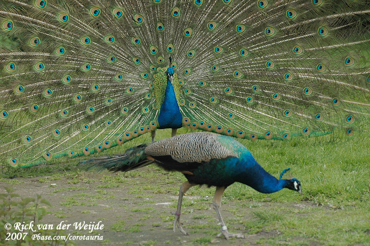 Blauwe Pauw