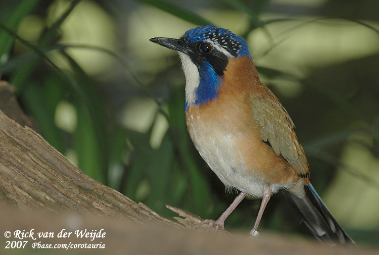 Blauwkopgrondscharrelaar