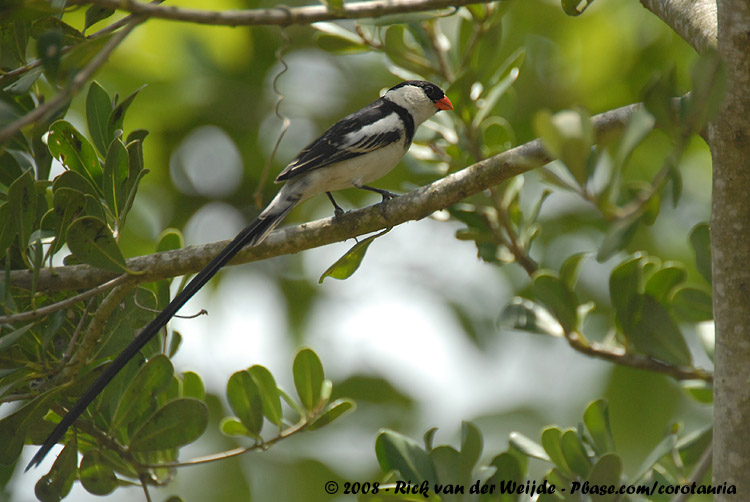 Dominicanerwida / Pin-Tailed Whydah