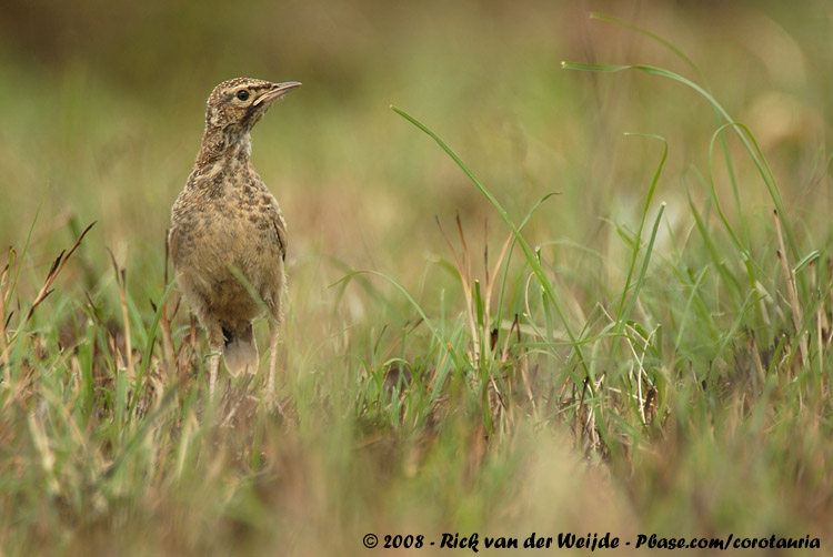 Sjirpleeuwerik / Spike-Heeled Lark