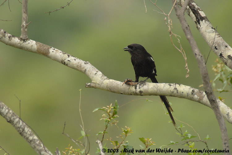 Eksterklauwier / Magpie Shrike