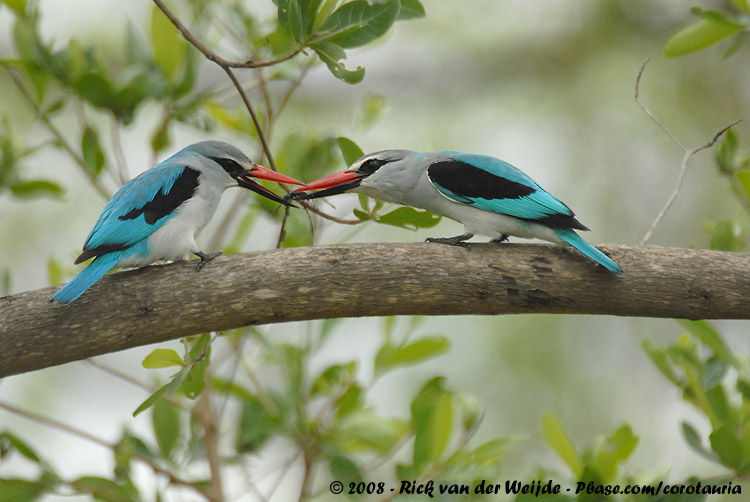 Senegalijsvogel / Woodland Kingfisher