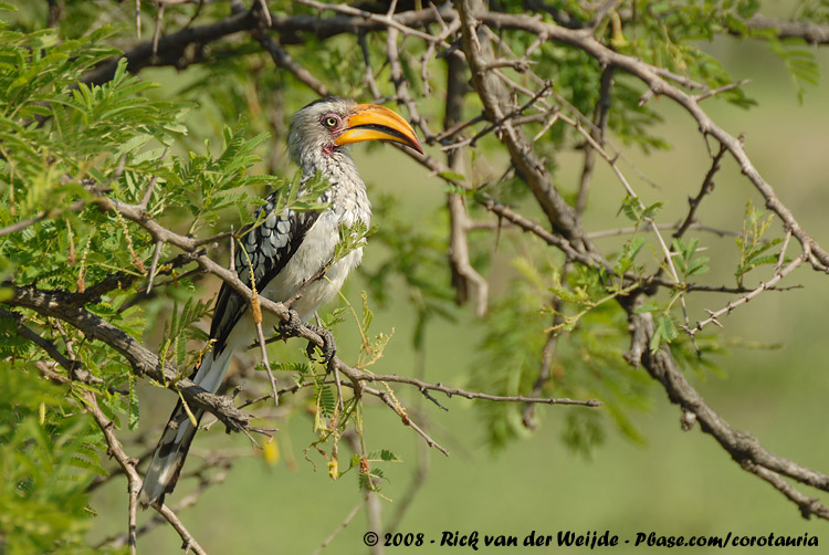 Zuidelijke Geelsnaveltok / Southern Yellow-Billed Hornbill