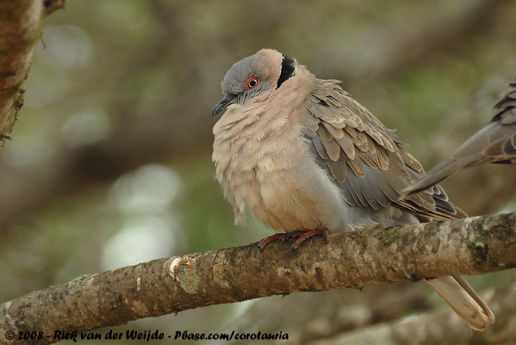 Treurtortel / African Mourning Dove