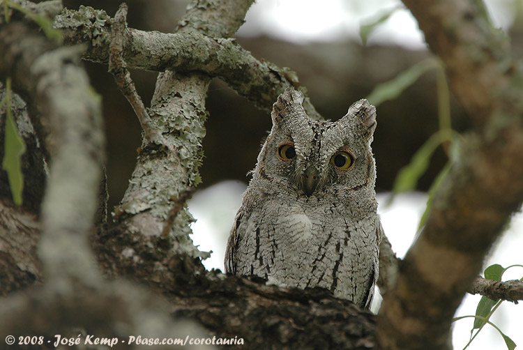 Afrikaanse Dwergooruil / African Scops-Owl