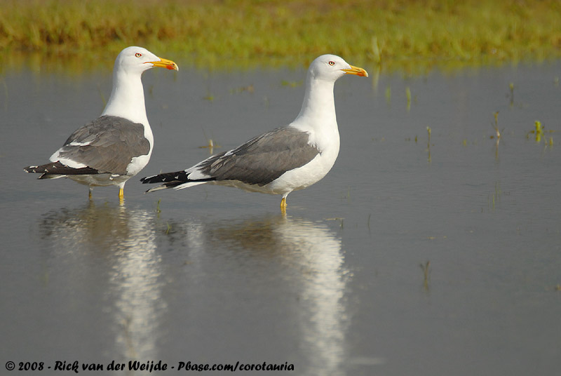 Lesser Black-Backed Gull<br><i>Larus fuscus graellsii</i>