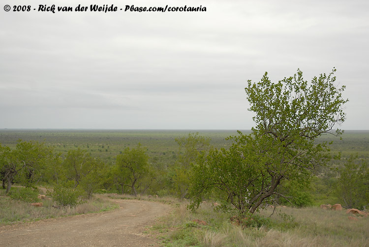 The overview of Kruger