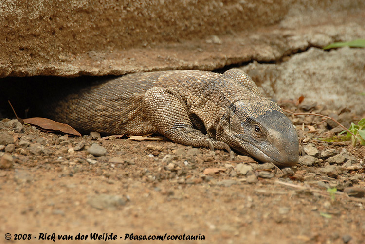 Witkeelvaraan / Rock Monitor