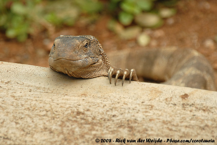 Witkeelvaraan / Rock Monitor
