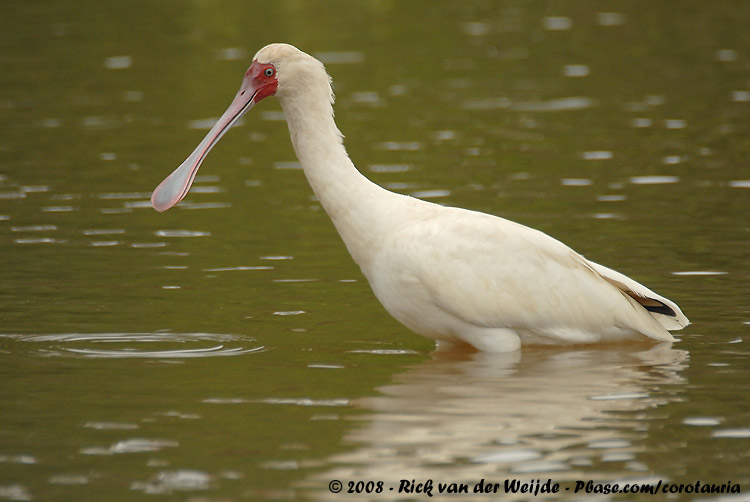 Afrikaanse Lepelaar / African Spoonbill