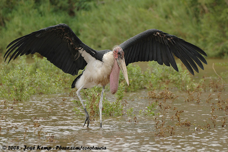 Afrikaanse Maraboe / Marabou Stork